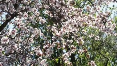 Ağacın dalında çiçeği çiçek