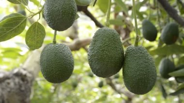 Avokado hass meyve meyve ağaçları bir plantasyon içinde ağacının dalını asılı