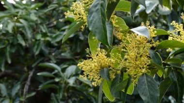 Avokado çiçek ekimi Avokado ağacı dalında