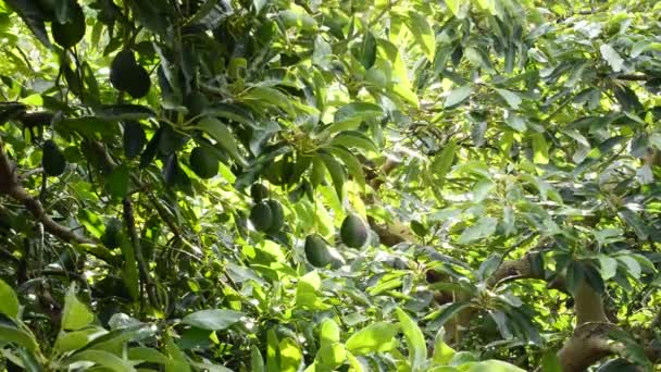 Aguacate hass frutos colgando en rama de árbol en una plantación de árboles frutales — Vídeo de stock