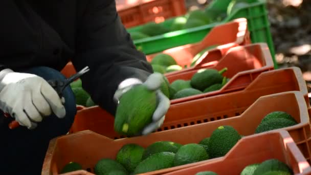 Handen van boer snijden peduncle avocado aan avocado net geoogst — Stockvideo
