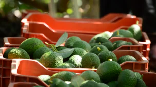 Cajas de aguacate en plantación con fruta de aguacate recién cosechada — Vídeos de Stock