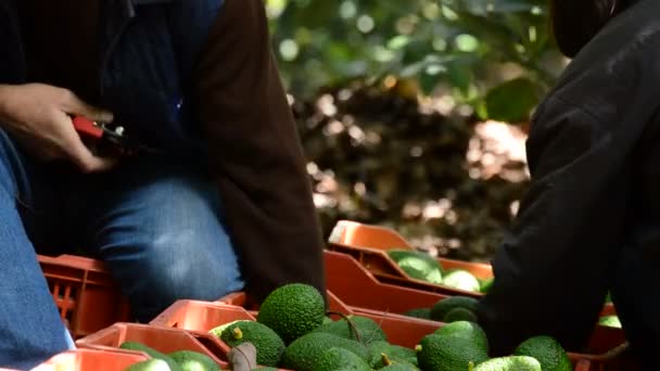 Händerna på bonden skärande stjälk avokado till avokado bara skördas — Stockvideo