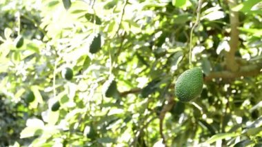 Tropikal bir plantasyon içinde ağacının dalını asılı avokado hass meyve