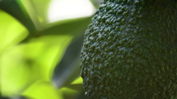 Avocado hass fruit close up hanging at branch of tree in a plantation — Stock Video