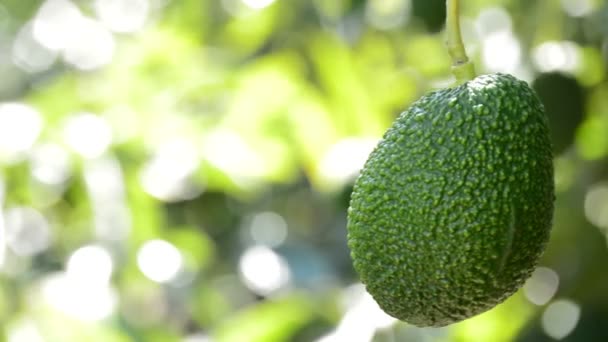Abacate hass fruta pendurada no ramo de árvore na plantação agrícola — Vídeo de Stock