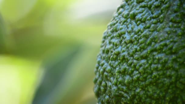 Avocado Haßfrucht aus nächster Nähe hängt an Ast eines Baumes in landwirtschaftlicher Plantage — Stockvideo