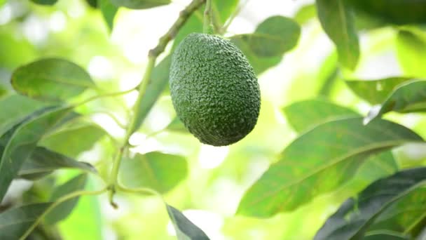 Avocado-Hassobst hängt an Ast eines Baumes in landwirtschaftlicher Plantage — Stockvideo