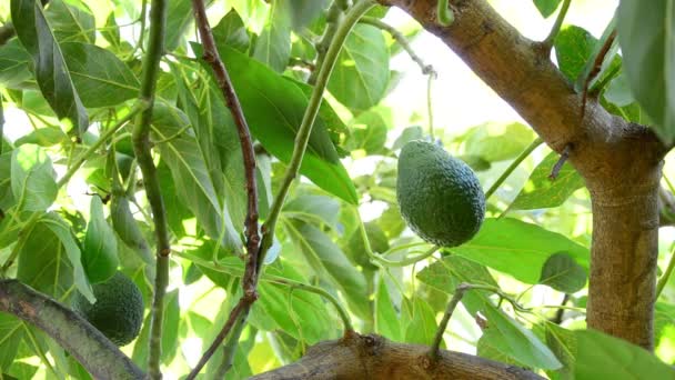 Avokádó gyümölcs lógott a mezőgazdasági ültetvények fa ága — Stock videók