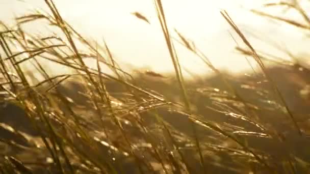 Orelhas Movendo Vento ao pôr do sol — Vídeo de Stock