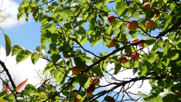 Albaricoques fruta colgando en la rama del árbol — Vídeo de stock