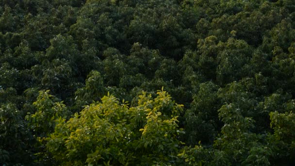 Plantación de árboles frutales de aguacate al atardecer o al amanecer — Vídeo de stock