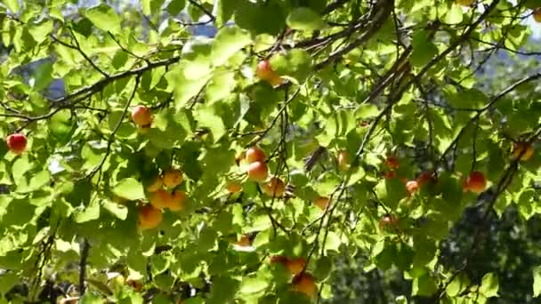 Albaricoques fruta colgando en el árbol — Vídeo de stock