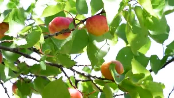 Abrikozen vruchten opknoping op tak van de boom in agrarische plantage — Stockvideo