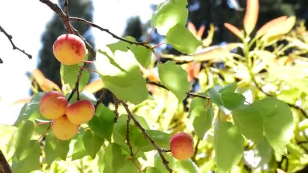 Aprikosen Früchte hängen an Zweig von Baum in Plantage an sonnigem Tag — Stockvideo