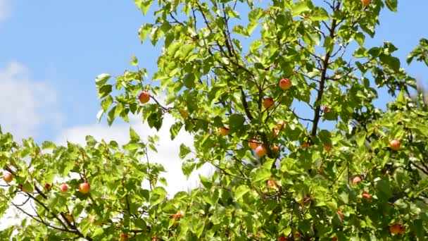 Aprikosenfrucht hängt bei blauem Himmel am Ast eines Baumes in Plantage — Stockvideo