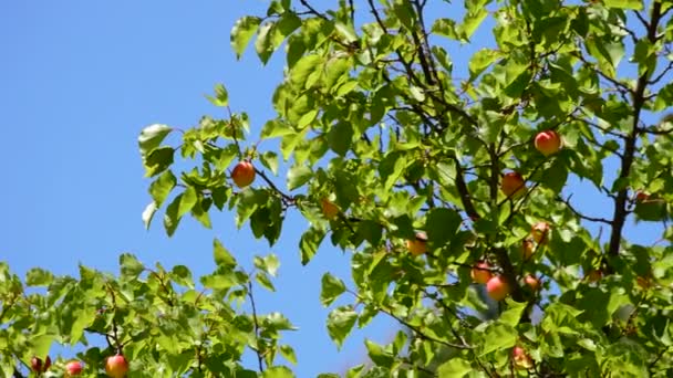 Aprikosen Früchte hängen an Zweig des Baumes in Plantage mit blauem Himmel an sonnigem Tag — Stockvideo