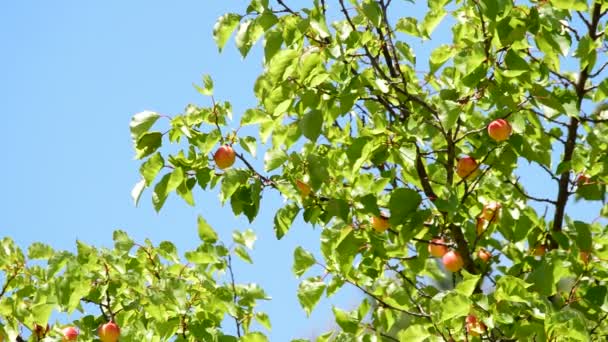 Albaricoques fruto colgando en rama de árbol en plantación agrícola con cielo azul — Vídeo de stock