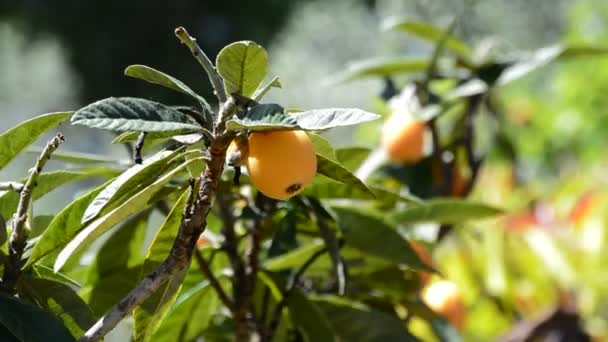 Fruta loquat natural em ramo de árvore — Vídeo de Stock