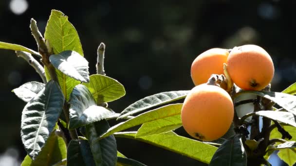 Nieśplik japoński naturalnych owoców na gałęzi drzewa — Wideo stockowe