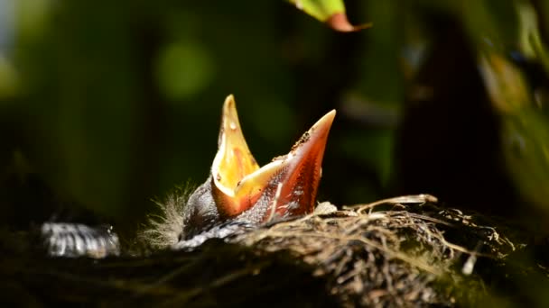 Baby birds in a nest with open beak — Stock Video