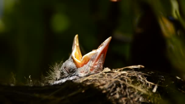 Hangry Baby vogels in een nest — Stockvideo