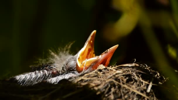 Hangry bebé aves — Vídeo de stock