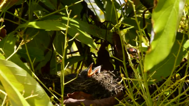 巣で掴む赤ちゃんの鳥 — ストック動画