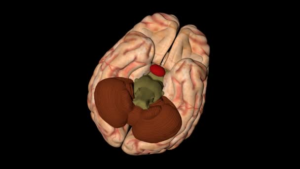 Animatie van het menselijk brein in rotatie van onderen gezien — Stockvideo