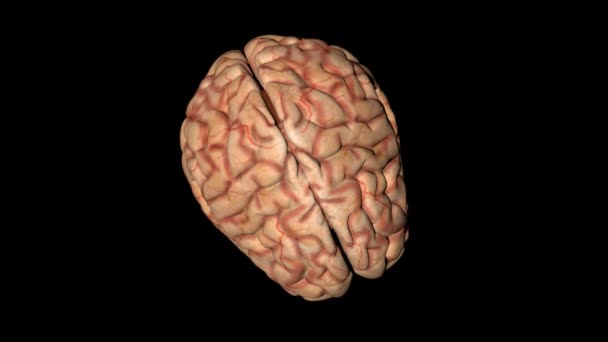 Animatie van het menselijk brein in rotatie van bovenaf gezien — Stockvideo
