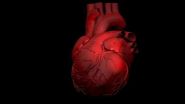 Animation of a human heart gyrating on black background — Stock Video