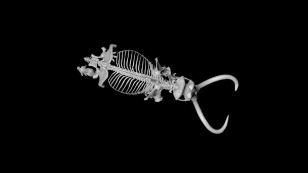 Animazione di scheletro mammut elefante girevole 360 gradi su sfondo nero visto dall'alto — Video Stock