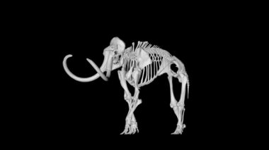 Siyah arka plan üzerine gyrating iskelet mamut fil