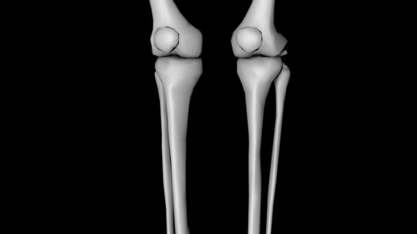 Människans skelett roterande svart bakgrund — Stockvideo