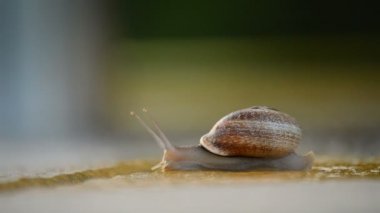 Salyangoz yavaş asfalt üzerinde kayar