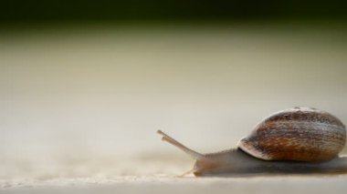 Salyangoz gastropod gün batımında