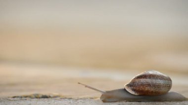 Salyangoz gastropod yavaş asfalt üzerinde kayar