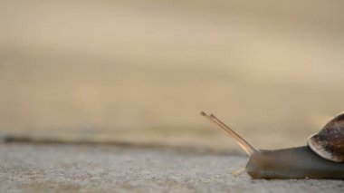 Salyangoz gastropod yavaş asfalt üzerinde kayar