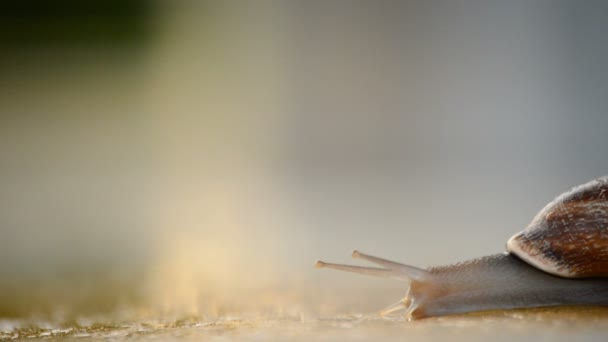 Escargot glissant lentement sur l'asphalte au coucher du soleil — Video