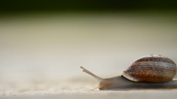 Gastéropode escargot au coucher du soleil 