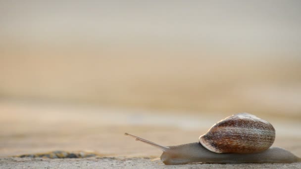 아스팔트에 느리게 슬라이딩 달팽이 gastropod — 비디오