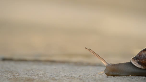 아스팔트에 느리게 슬라이딩 달팽이 gastropod — 비디오