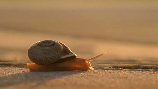 Gastéropode d'escargot glissant lentement au coucher du soleil 