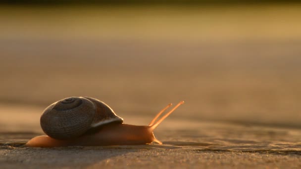 일몰에 아스팔트에 천천히 슬라이딩 달팽이 — 비디오