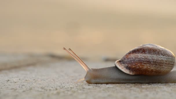 Caracol animal deslizándose lentamente sobre el asfalto al atardecer — Vídeos de Stock