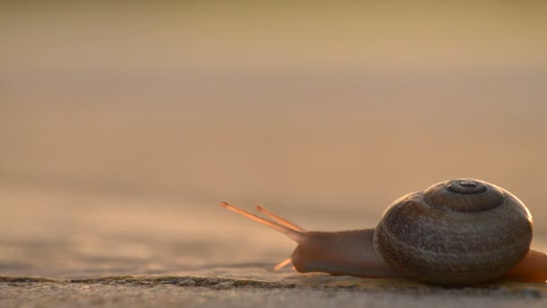 달팽이 gastropod 동물 일몰에 아스팔트에 천천히 슬라이딩 — 비디오