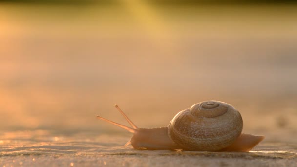 Caracol gastrópode animal deslizando lentamente no asfalto — Vídeo de Stock