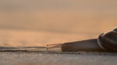 Salyangoz hayvan gastropod yavaş yavaş gün batımında asfalt üzerinde kayar