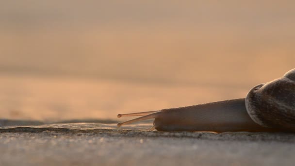 Gastropod zwierzę ślimak, powoli przesuwające się na asfalt o zachodzie słońca — Wideo stockowe