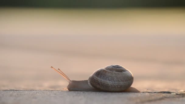 Escargot traînant sa coquille sur le tarmac au coucher du soleil 